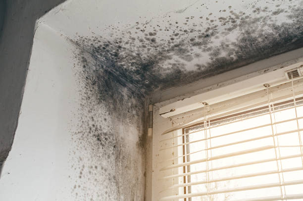 Affordable Mold Inspection And Testing solutions in Harrington Park, NJ